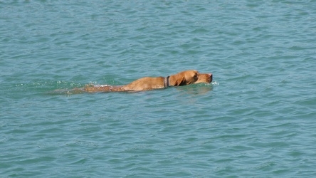 Dog swimming in Lake Michigan