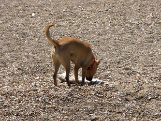 Dog sniffing dead fish