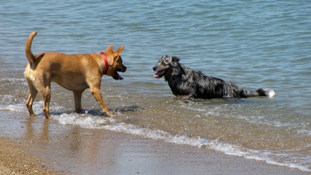 Dogs in Lake Michigan [01]