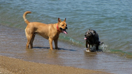 Dogs in Lake Michigan [02]