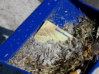 Bank of America credit card in dustpan