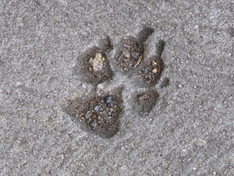 Dog's paw print in sidewalk