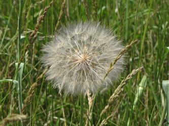 Dandelion on DeJarnette property [01]