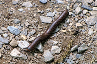 Millipede [02]