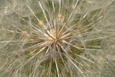 Dandelion on DeJarnette property [02]