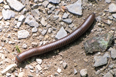 Millipede [03]