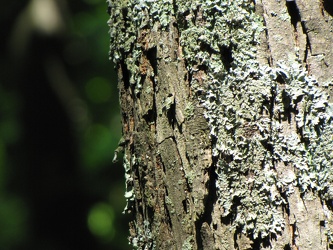 Tree lichen [03]