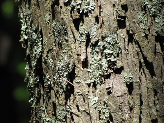 Tree lichen [02]