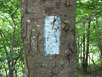 Trail blaze on Humpback Rock trail