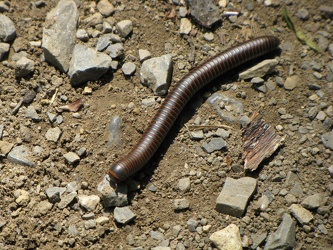 Millipede [01]