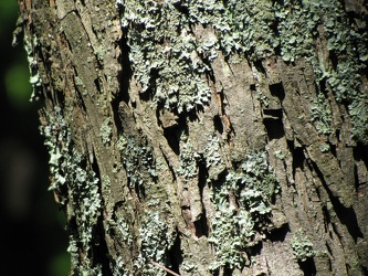 Tree lichen [01]