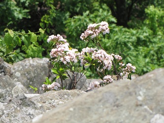 Flowers on Humpback Rock