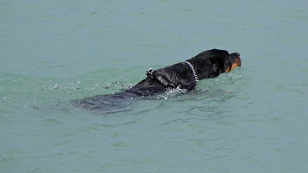 Dog retrieving an object in Lake Michigan [02]