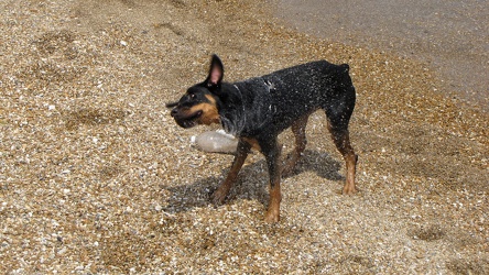 Dog shakes itself off