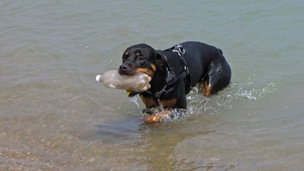 Dog retrieving an object in Lake Michigan [04]