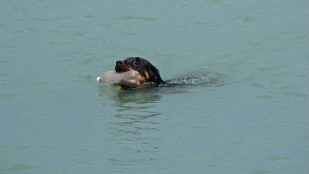 Dog retrieving an object in Lake Michigan [03]