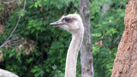 Ostrich at the Lincoln Park Zoo [01]