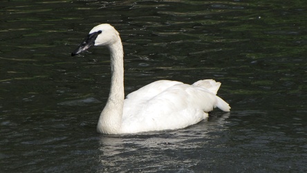 Trumpeter swan