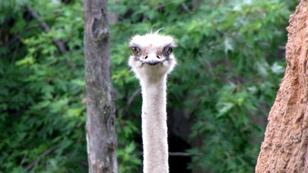 Ostrich at the Lincoln Park Zoo [02]