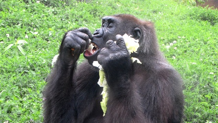 Gorilla at the Lincoln Park Zoo [02]