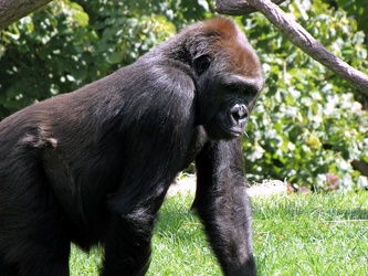 Gorilla at the Lincoln Park Zoo [01]