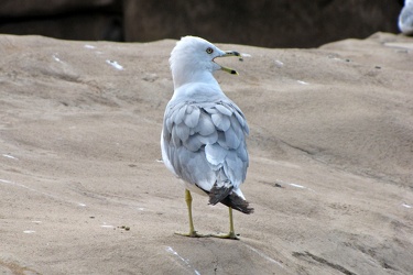 Sea gull at Lincoln Park Zoo