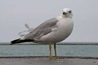 Seagull near Lake Michigan