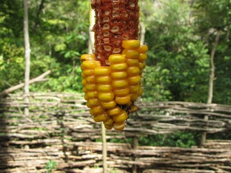 Corn cob at Natural Bridge