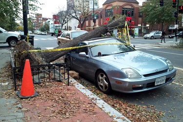 Honda Prelude destroyed by falling tree [02]