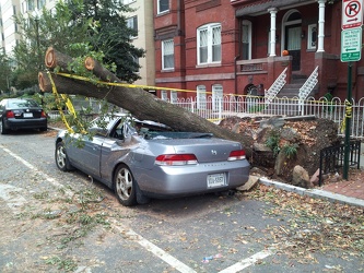 Honda Prelude destroyed by falling tree [01]