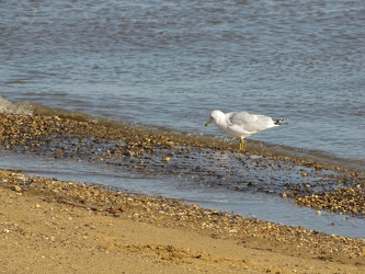 Sandy Point State Park [08]