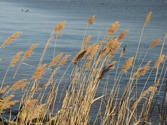 Sandy Point State Park [36]