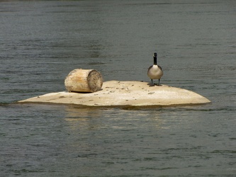 Canada goose on small island