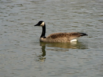 Canada goose in the James River