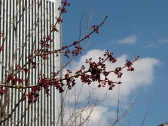 Tree in bloom [02]