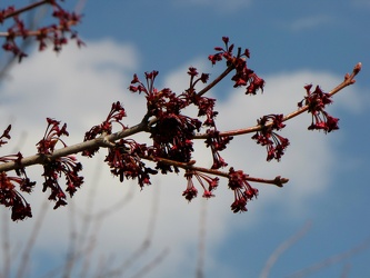 Tree in bloom [01]