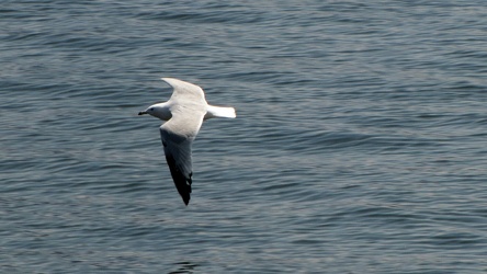 Sea gull over Baltimore Harbor