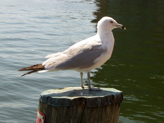 Sea gull