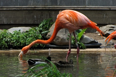 Flamingo at the National Zoo