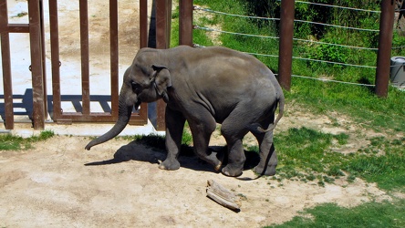 Asian elephant at the National Zoo [02]