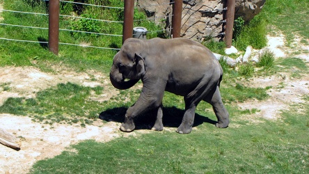 Asian elephant at the National Zoo [01]