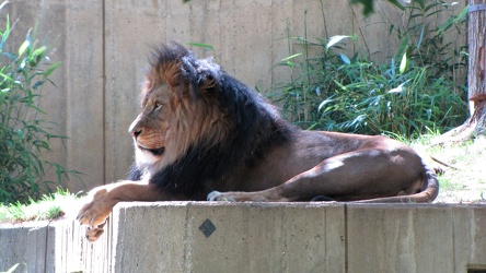 Lion at the National Zoo