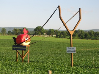 Angry Birds at Wayside Farm