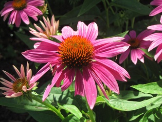 Flowers at Hilltop House site