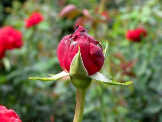 Ingrid Bergman Hybrid Tea Rose [02]