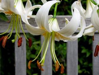 Turk's Cap Lily