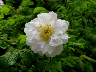 Hybrid Rugosa Rose [02]