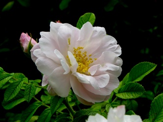 Hybrid Rugosa Rose [01]