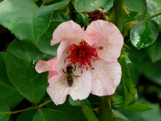 Rosa Dainty Bess (with bee)