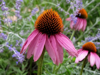 Purple Coneflower